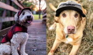 Stormy Kromer February Featured Pets