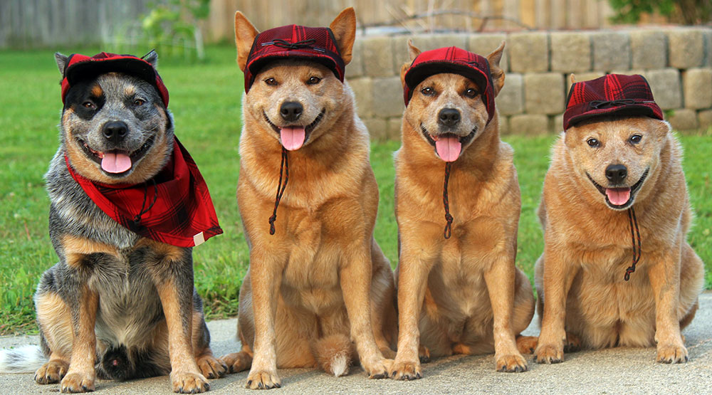 Stormy Cattle Dogs