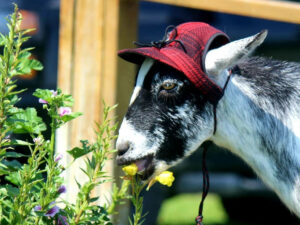 Fern the Goat in Stormy Kromer