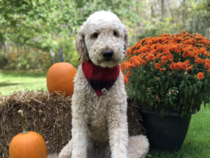 Bentley Goldendoodle in Kromer Gear