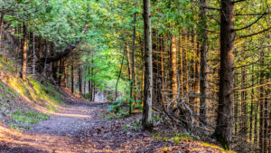 Sunny Wooded Trail in Northern Michigan.