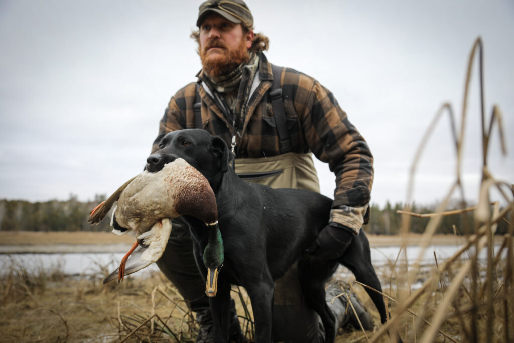 Jeremy Moore looks ahead with his black lab, Tailer, who has a mallard in her mouth. They're standing in a marshy setting on a cool fall day.