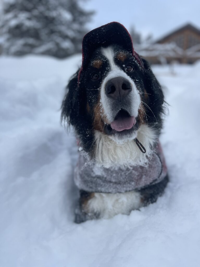 Mayor Parker the snow dog beams in his critter kromer at the camera while he sits in a huge pile of snow.