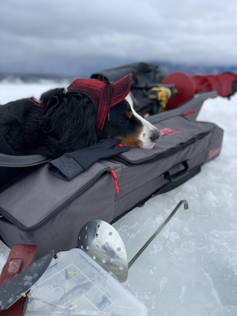 A dog wearing a stormy kromer cap laying on a fishing case