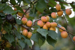 yellow apricots hanging on a tree in the sun