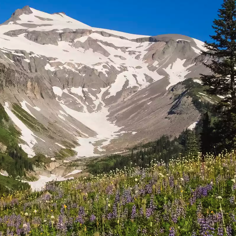 Mount Rainier's base and a field of flowers