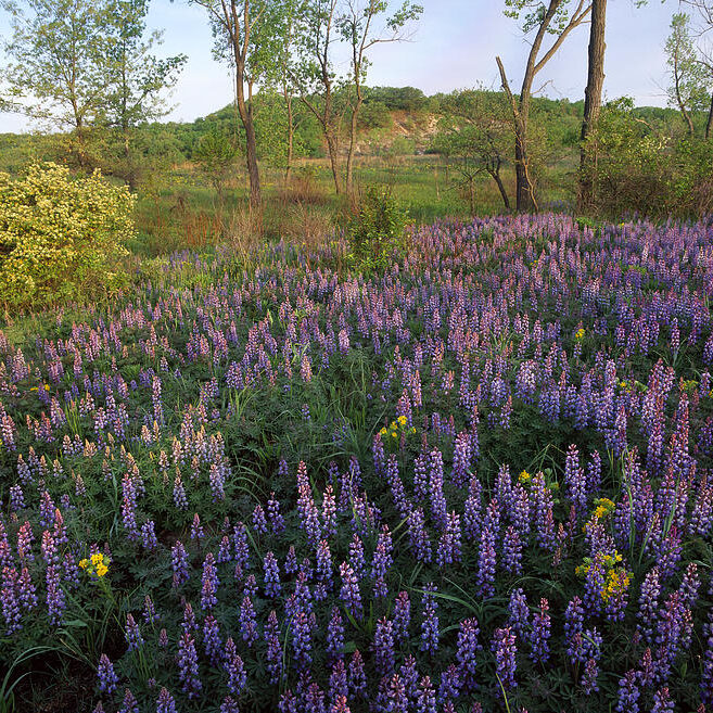 lupine indiana dunes national lakeshore tim-fitzharris