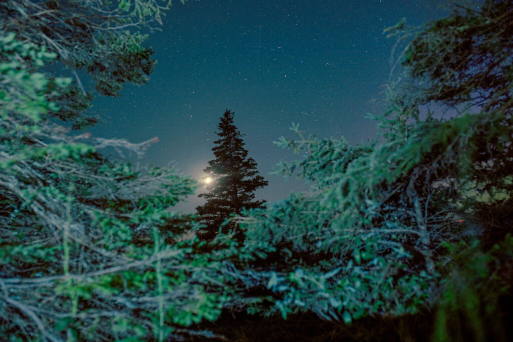 the night sky with stars at wilderness state park